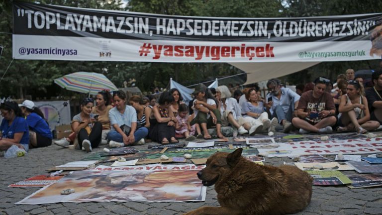 İstanbul Milletvekili Özdemir: Hayvanseverler çocuk düşmanı gibi gösteriliyor