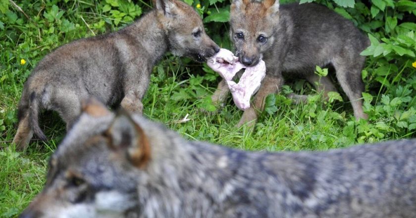 AB Mahkemesi İspanya’nın kurt avına izin vermesini yasa dışı buldu