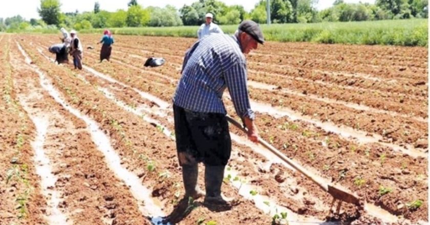 Düşük çay ve buğday fiyatlarından kaynaklanan hayal kırıklığı devam ederken, sırada fındık var – Son Dakika Ekonomi Haberleri