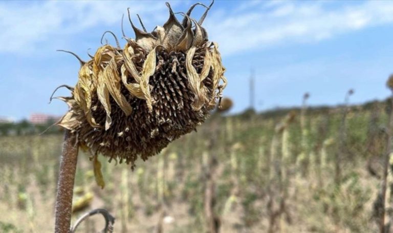 Kuraklık ayçiçeği verimini vurdu: üretim yarı yarıya düştü – Son Dakika Ekonomi Haberleri