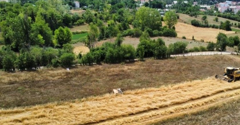 Kastamonu’da hasat başladı: Kar suyuyla beslendi!  Buğdayın atası… – Son Dakika Hayat Haberleri