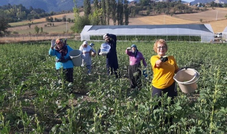 Markette 180 lira, kendiniz toplarsanız 80 lira! Vatandaşlar sahaya akın etti… – Son Dakika Hayat Haberleri