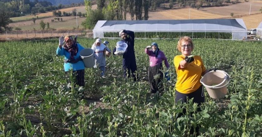 Markette 180 lira, kendiniz toplarsanız 80 lira! Vatandaşlar sahaya akın etti… – Son Dakika Hayat Haberleri