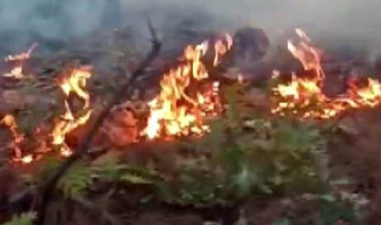 Kahramanmaraş’taki orman yangını 3 gündür yanıyor: “Duramayız” – Son Dakika Türkiye Haberleri