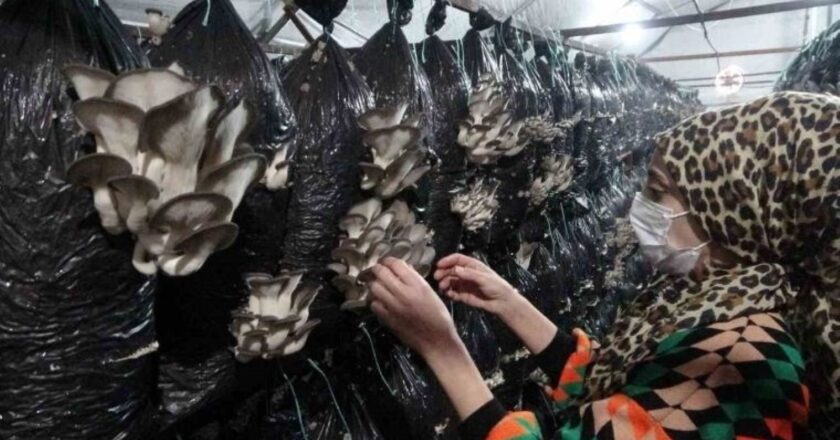 800 m2'de üretim yapıyor! Günde 250 kilo ürün alıyor… – Son Dakika Hayat Haberleri