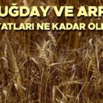 Tahıl Fiyatları 2025 TMO | Tahıl ve buğday satın alma fiyatları ne kadar? Fiyatlar, mera, buğday ve arpa fiyatları açıklandı mı? İşte mevcut temel buğday fiyatları!