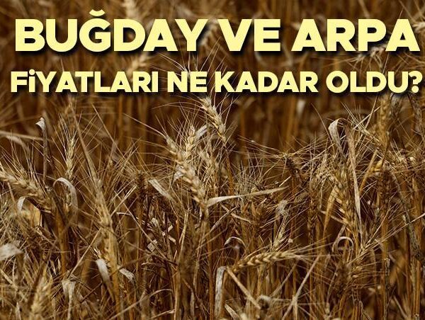 Tahıl Fiyatları 2025 TMO | Tahıl ve buğday satın alma fiyatları ne kadar? Fiyatlar, mera, buğday ve arpa fiyatları açıklandı mı? İşte mevcut temel buğday fiyatları!