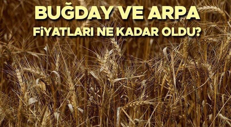 Tahıl Fiyatları 2025 TMO | Tahıl ve buğday satın alma fiyatları ne kadar? Fiyatlar, mera, buğday ve arpa fiyatları açıklandı mı? İşte mevcut temel buğday fiyatları!