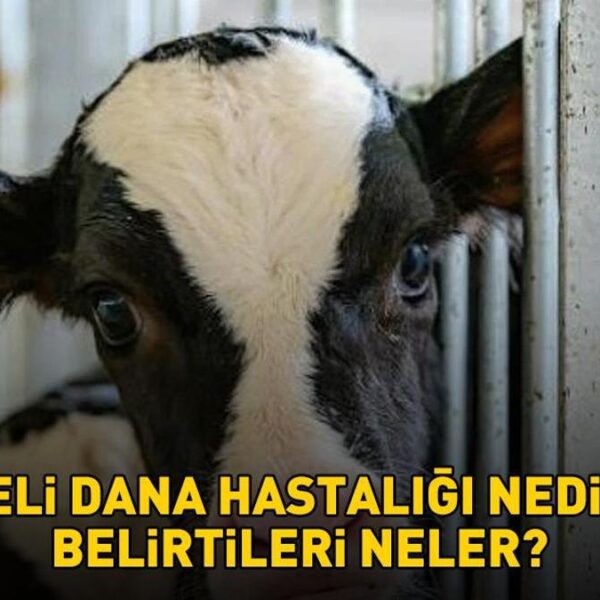 Deli dana hastalığı nedir ve belirtileri nelerdir? Deli dana hastalığı nasıl bulaşır? Ankara’nın ardından Bolu da ortaya çıktı!