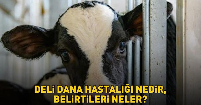Deli dana hastalığı nedir ve belirtileri nelerdir? Deli dana hastalığı nasıl bulaşır? Ankara’nın ardından Bolu da ortaya çıktı!
