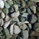 Datça’da Endişe Verici Görüntü: Sahildeki Ölü Balıklar