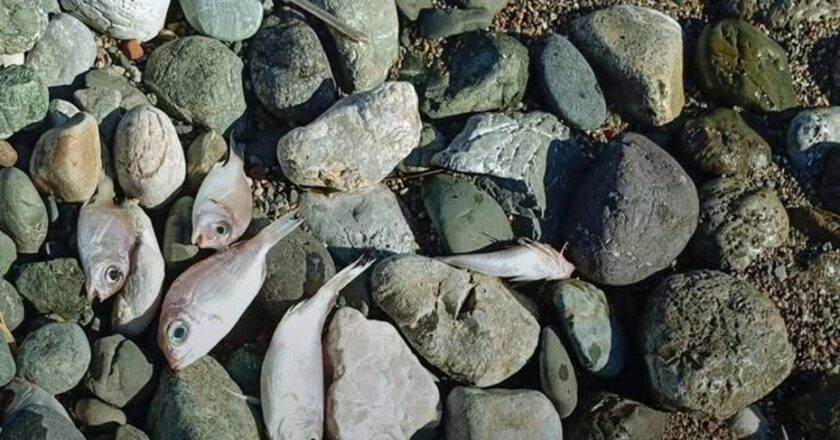Datça’da Endişe Verici Görüntü: Sahildeki Ölü Balıklar